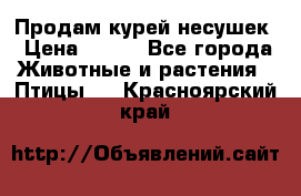 Продам курей несушек › Цена ­ 350 - Все города Животные и растения » Птицы   . Красноярский край